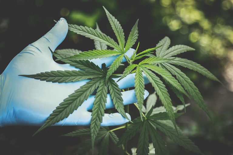 Cannabis-in-Cancer-Treatment