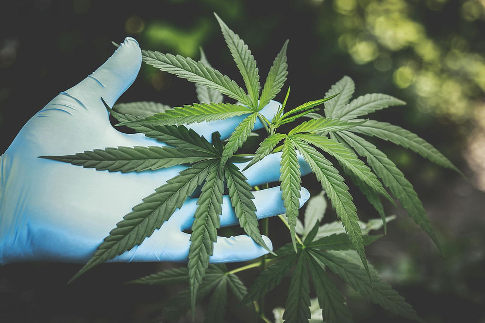 Cannabis-in-Cancer-Treatment